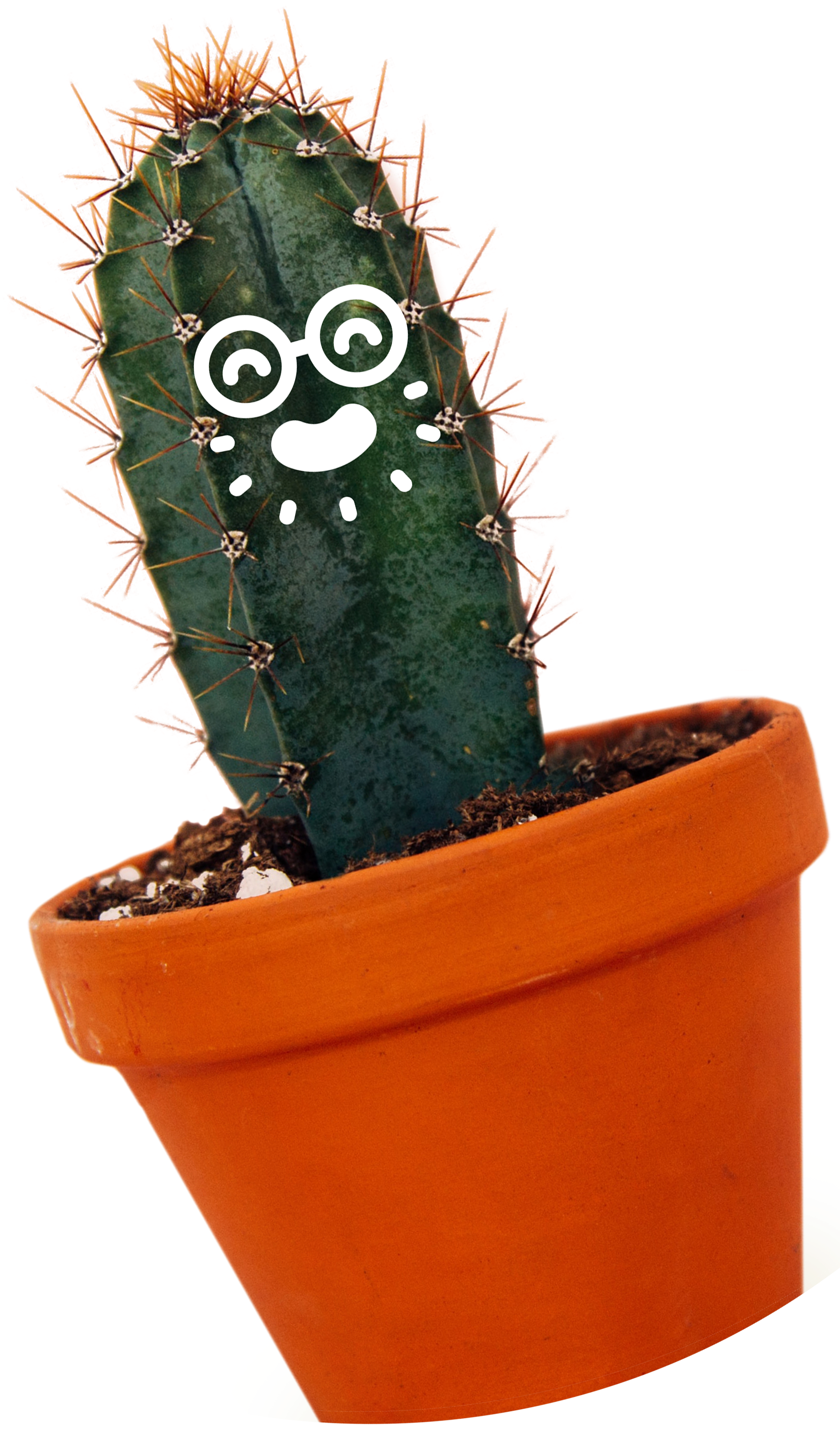 Funny cactus photograph