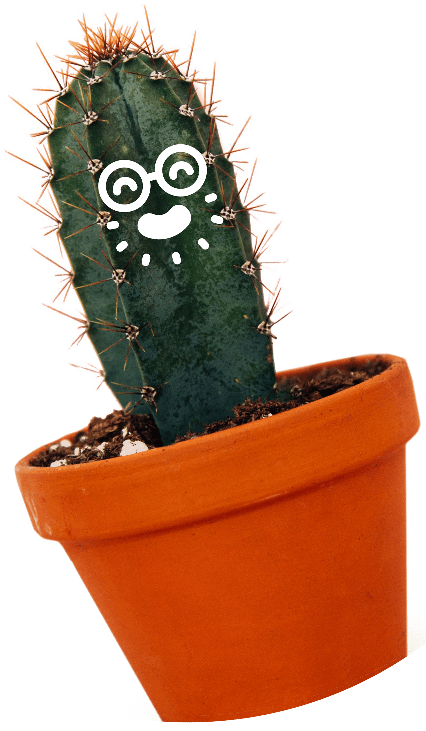 Funny cactus photograph